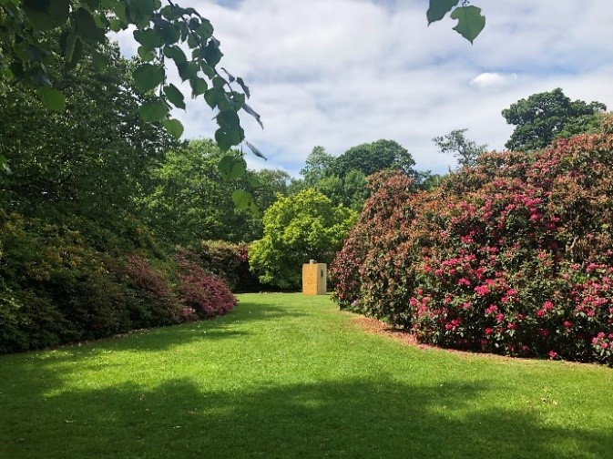 Rhododendrons
